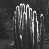 jardin majorelle, marrakech. praktica mtl 5b.